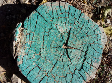 Old cracked tree stump. View from above.の写真素材