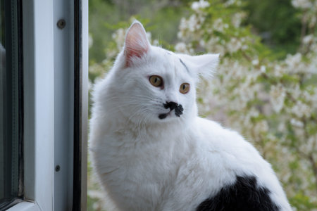 White-black cat sits near an open window on the windowsill.の写真素材