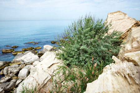 Tree growing in rocks. Rocks on the shore of the Caspian Sea.の写真素材