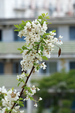 White acacia clusters. Acacia blossoms in the month of May.の写真素材