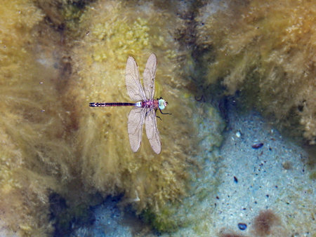 Dragonfly on the surface of sea water.の写真素材