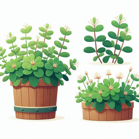 Illustration of succulent plants in wooden pots on a white backgroundのイラスト素材
