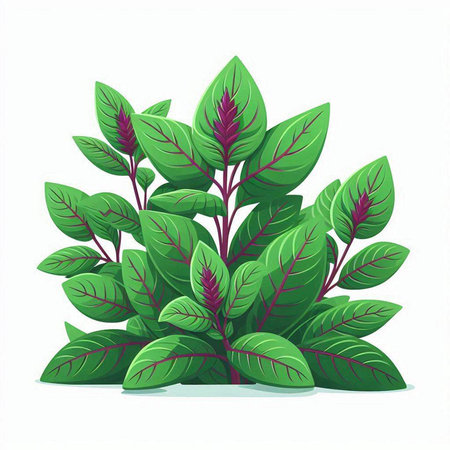 Basil leaves isolated on white background. Vector illustration in cartoon style.のイラスト素材