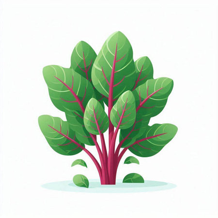 Beetroot plant isolated on a white background. Vector illustration.のイラスト素材