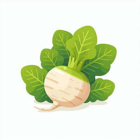 Fresh turnip with leaves isolated on white background. Vector illustration.のイラスト素材