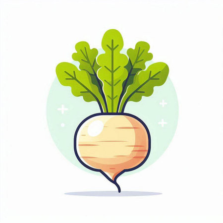 Beetroot. Vector illustration in flat style. Vegetable icon.のイラスト素材