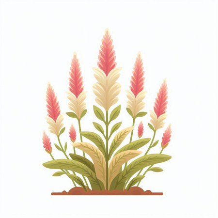 Celosia argentea plant vector illustration isolated on white backgroundのイラスト素材