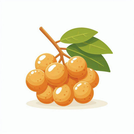 Longan fruit vector illustration isolated on white background. Fresh longan fruit icon.のイラスト素材