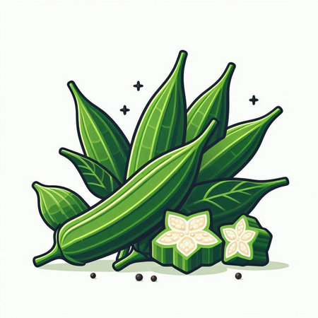 Illustration of fresh okra on white background. Vector illustration.のイラスト素材