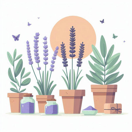 Lavender plants in flowerpots. Hand drawn vector illustration.のイラスト素材