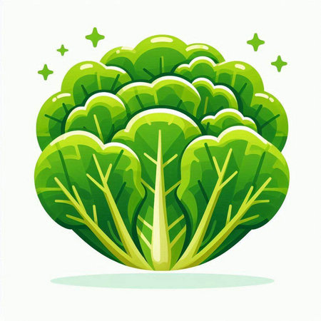 Cabbage isolated on white background. Vector illustration. Eps 10.のイラスト素材