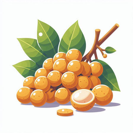 Longan fruit with leaves isolated on white background. Vector illustration.のイラスト素材