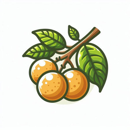 Longan fruit icon isolated on white background. Vector Illustration.のイラスト素材