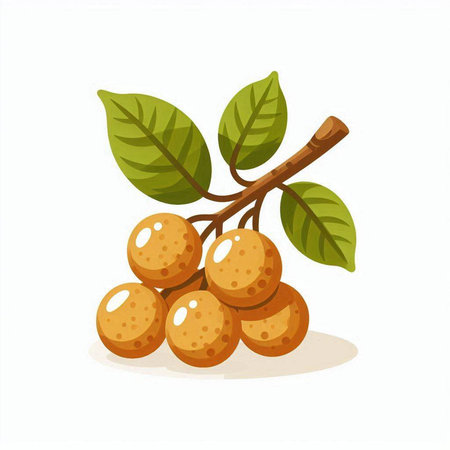 Longan fruit vector illustration isolated on white background. Fresh longan fruit with leaves.のイラスト素材