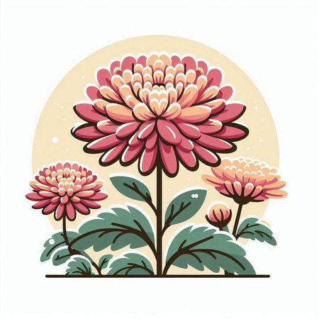 Illustration of pink chrysanthemum on a white backgroundのイラスト素材
