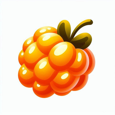 Illustration of ripe raspberry on a white background. Vector illustration.のイラスト素材