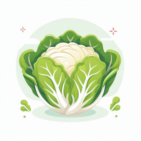 Illustration of Cabbage on White Background. Vector Illustration.のイラスト素材