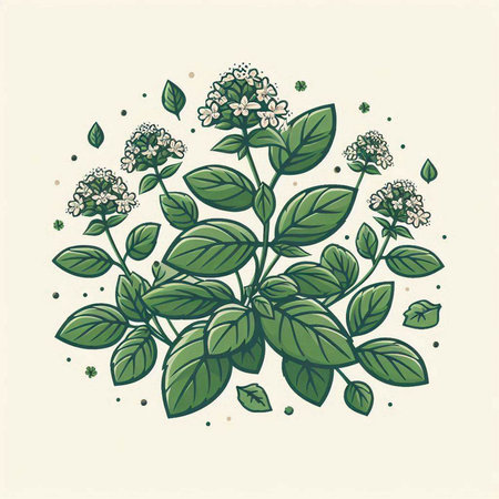 Oregano. Hand drawn vector illustration in vintage engraving style.のイラスト素材
