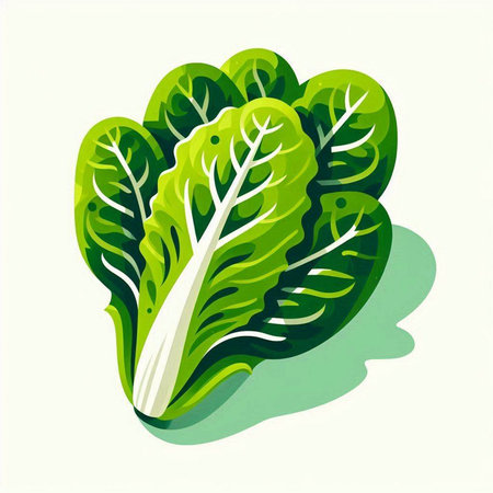 Lettuce. Vector illustration. Isolated on white background.のイラスト素材