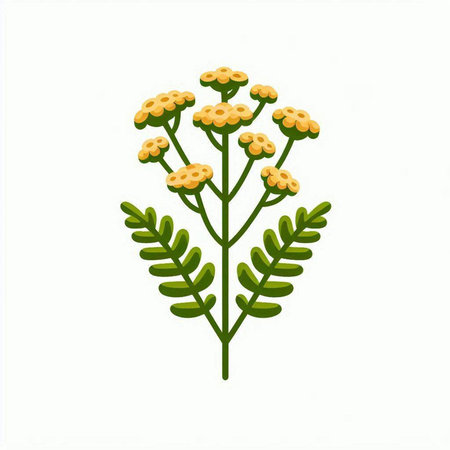 Tansy flower isolated on a white background. Vector illustration.のイラスト素材