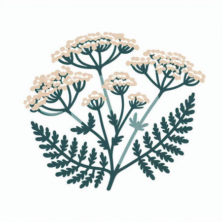 Achillea millefolium. Hand drawn vector illustration.のイラスト素材