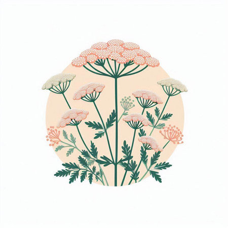 Hand drawn watercolor illustration of yarrow flowers. Isolated on white background.のイラスト素材