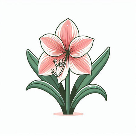 Beautiful pink lily flower isolated on white background. Vector illustration.のイラスト素材