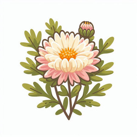 Chrysanthemum isolated on white background. Vector illustration.のイラスト素材