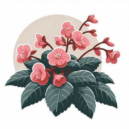 Flowering begonia. Vector illustration on a white background.のイラスト素材