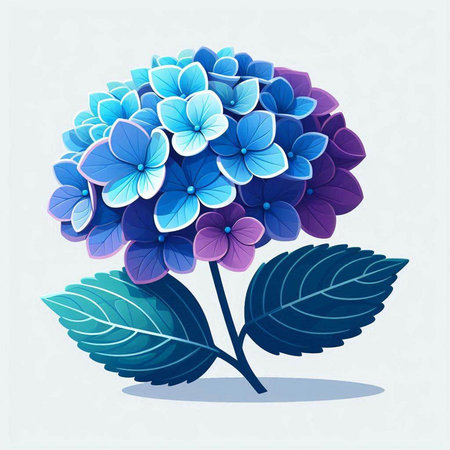 Hydrangea flower in blue and white colors. Vector illustration.のイラスト素材