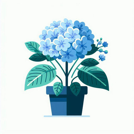 Blue hydrangea in a pot on a white background. Vector illustration.のイラスト素材