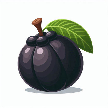 Fresh black mangosteen isolated on white background. Vector illustration.のイラスト素材