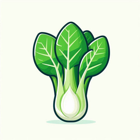 Bok choy vector illustration. Isolated on white background.のイラスト素材