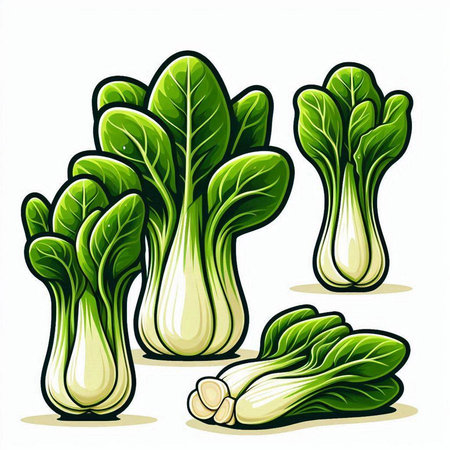 Bok choy isolated on white background. Vector illustration of chinese cabbage.のイラスト素材