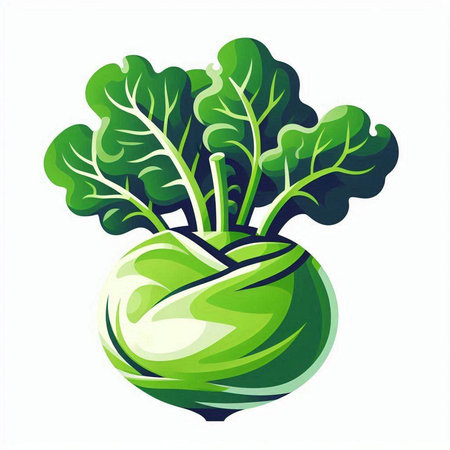 Kohlrabi. Vector illustration. Isolated on white background.のイラスト素材