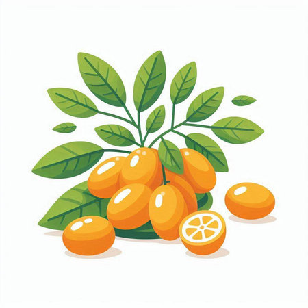 Fresh ripe kumquat fruit isolated on white background. Vector illustration.のイラスト素材
