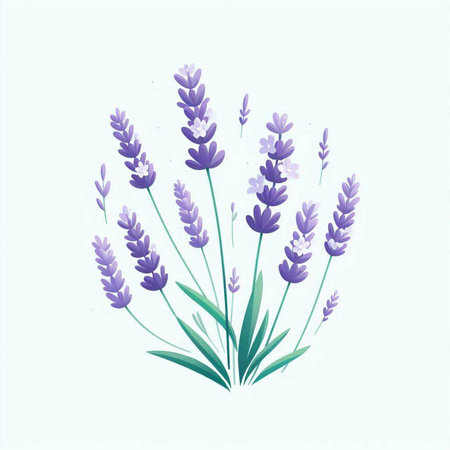 Lavender flowers bouquet isolated on white background. Vector illustration.のイラスト素材