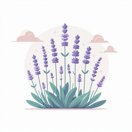 Beautiful lavender flowers. Vector illustration in a flat style.のイラスト素材