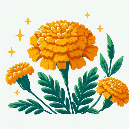 Marigold flowers with leaves on white background. Vector illustration.のイラスト素材