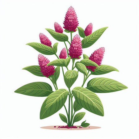Illustration of a red clover plant isolated on a white backgroundのイラスト素材