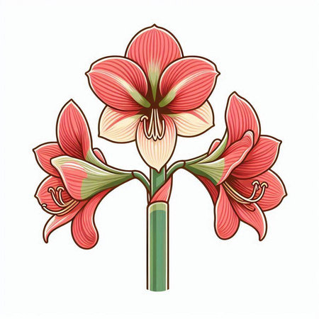 Amaryllis flower isolated on white background. Vector illustration.のイラスト素材