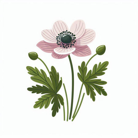 Anemone isolated on white background. Hand drawn vector illustration.のイラスト素材