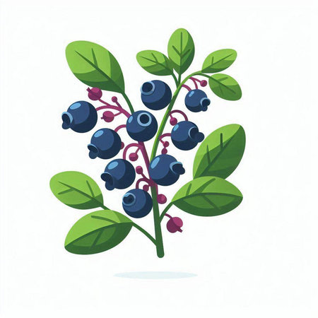 Blueberry branch with berries and leaves isolated on white background. Vector illustration.のイラスト素材