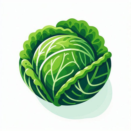 Cabbage vector illustration isolated on white background. Cabbage icon.のイラスト素材