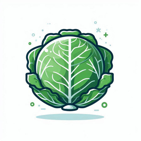 Cabbage vector illustration. Cabbage icon. Cabbage isolated on white background.のイラスト素材