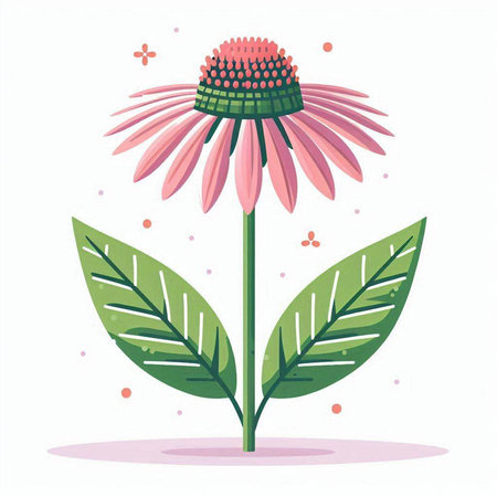 Echinacea flower on white background. Vector illustration in flat style.のイラスト素材