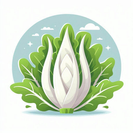 Illustration of radicchio on white background, vector illustration.のイラスト素材
