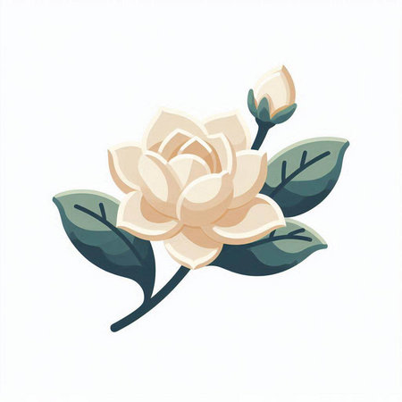 Beautiful white jasmine flower isolated on white background. Vector illustration.のイラスト素材