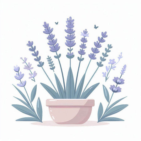 Lavender flowers in a pot on a white background. Vector illustration.のイラスト素材