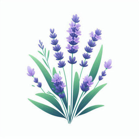 Lavender flowers isolated on a white background. Vector illustration.のイラスト素材
